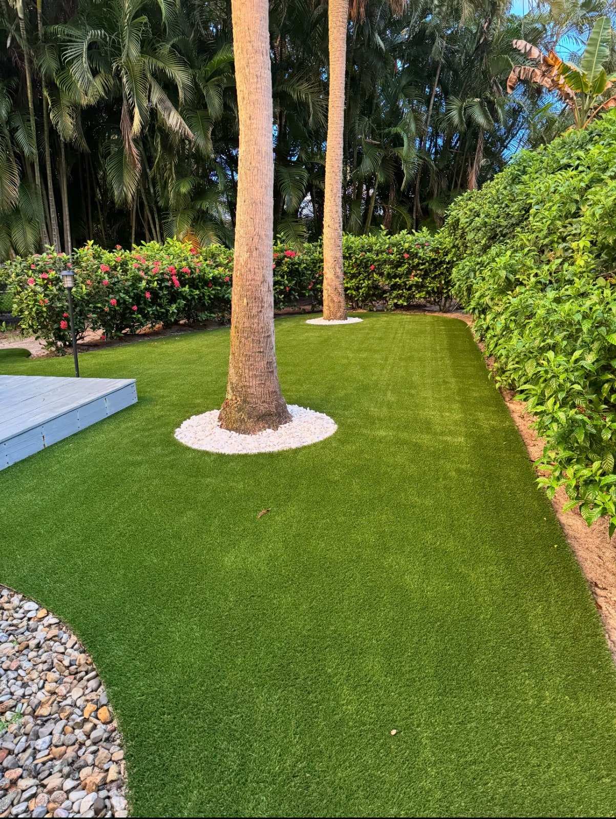 Backyard turf lawn around palm trees