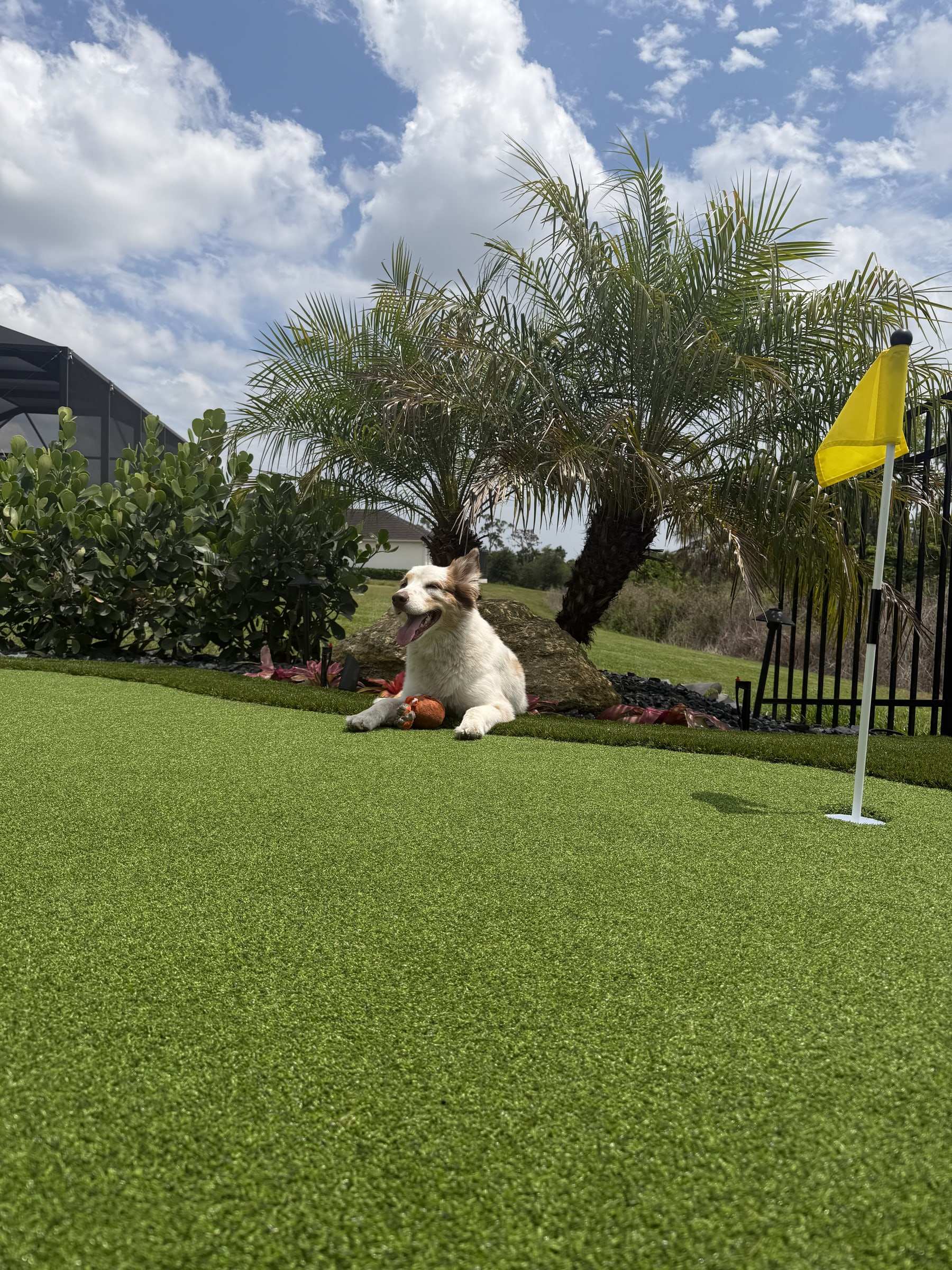 Dog lying on a backyard putting green near a yellow flagstick, with a palm tree and landscape turf collar behind